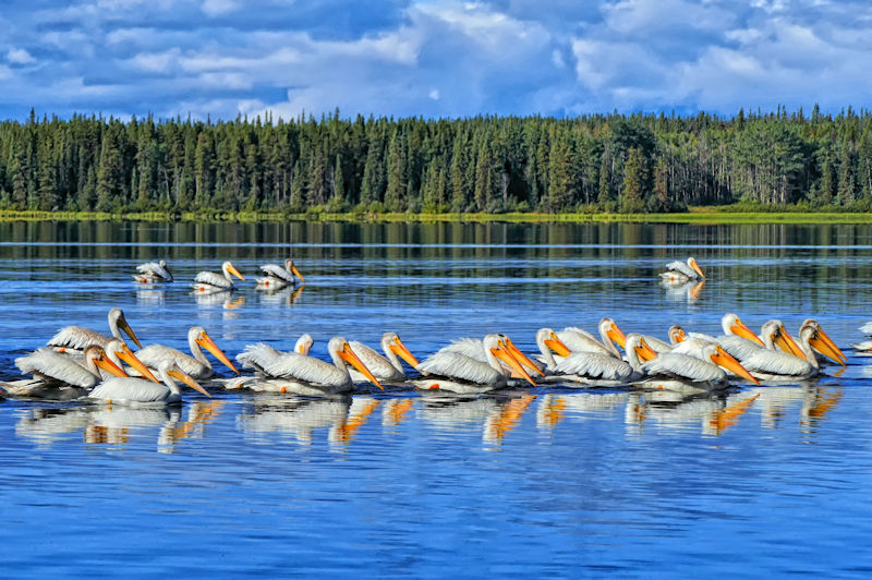 American White Pelicans, Anahim Lake, BC